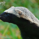 Illustration for article titled Monday Mustelid - Galictis vittata Edition